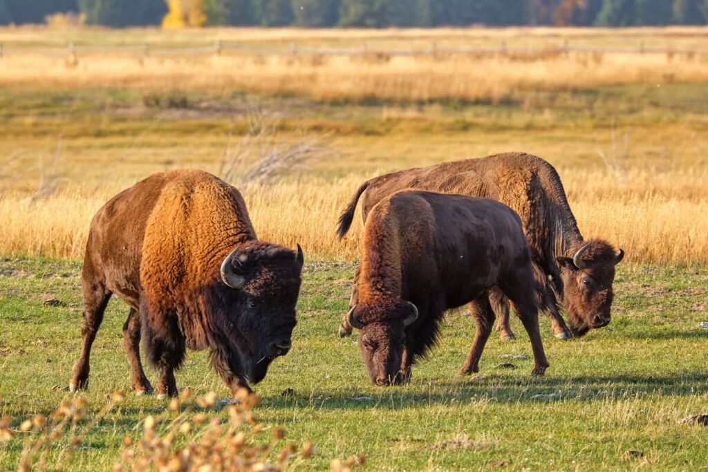 ted-turner-reserves-bisons