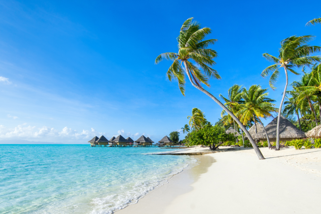 white sand beach with palm trees