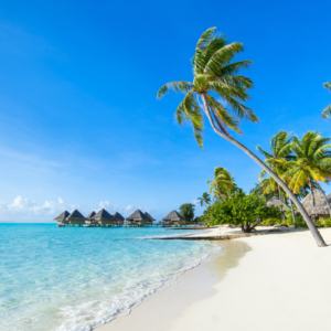 white sand beach with palm trees
