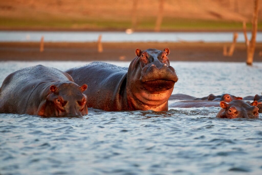 south africa hippo
