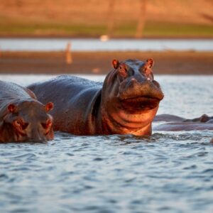 south africa hippo