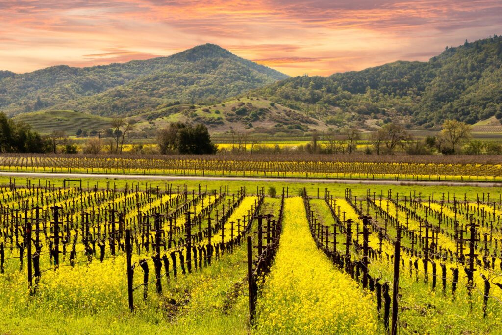Napa Valley