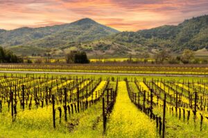 Napa Valley
