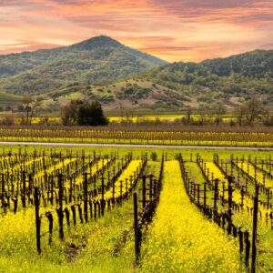 Napa Valley