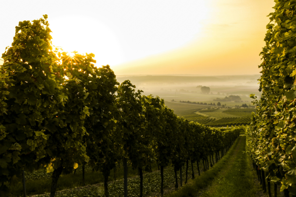 vineyard