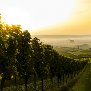 vineyard