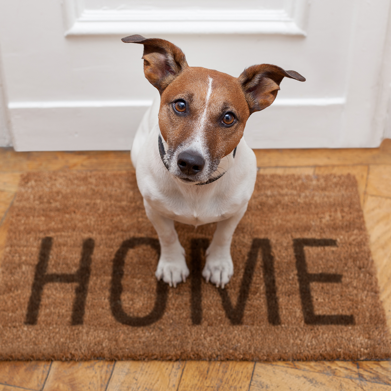 go-charity-animal-donations