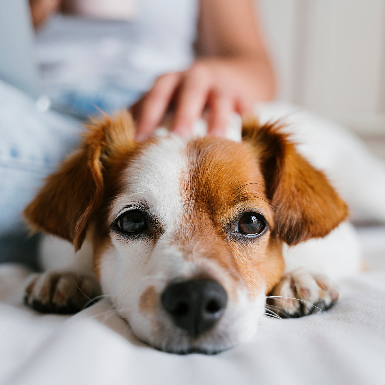 go-charity-animal-welfare